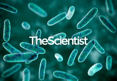 Harnessing Metagenomics for Health and Disease Research Harnessing Metagenomics for Health and Disease Research